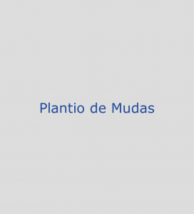 Plantio de Mudas